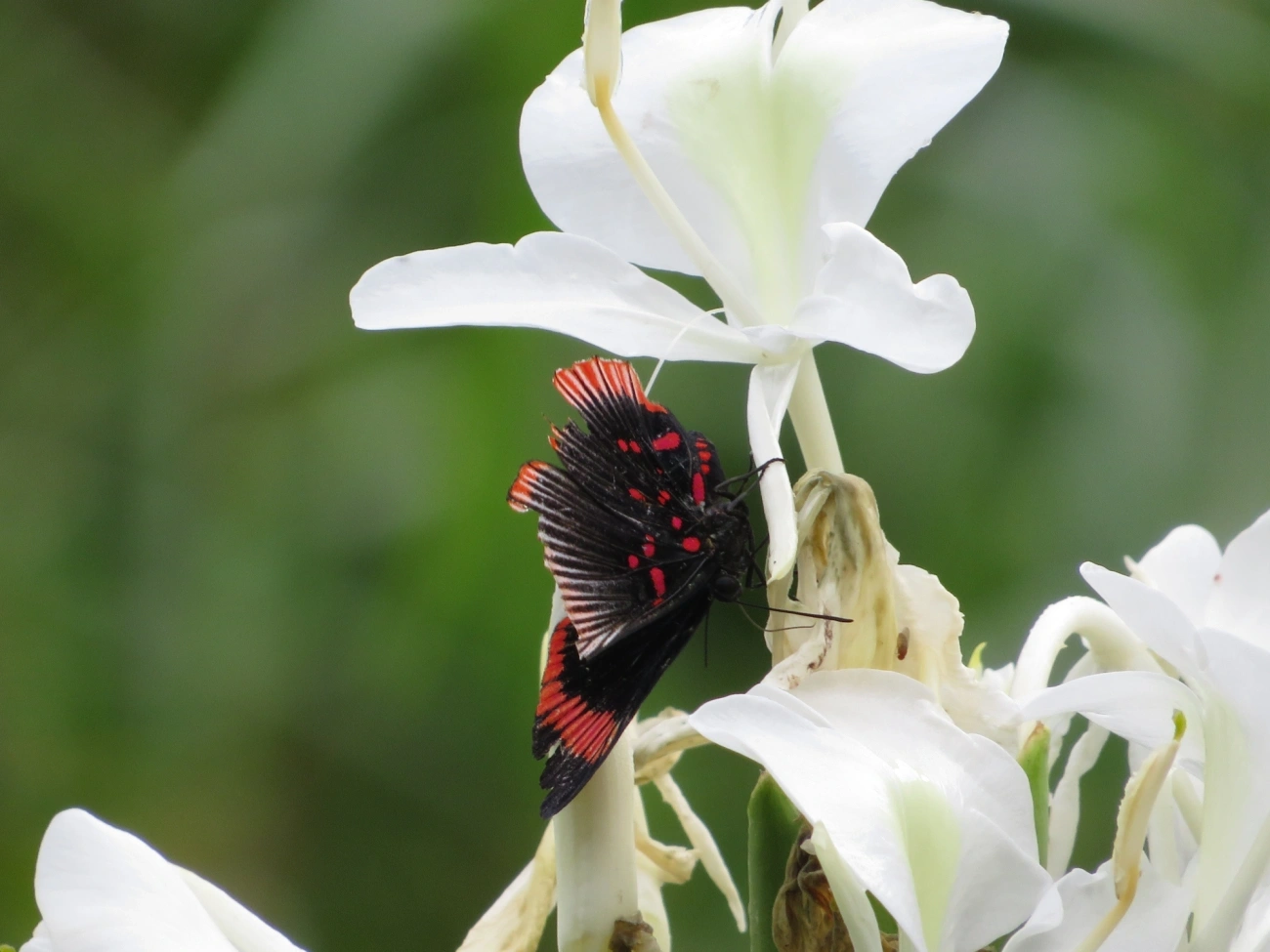 Lyropteryx lyra, insetos, fotografado em Maresias, São Sebastião