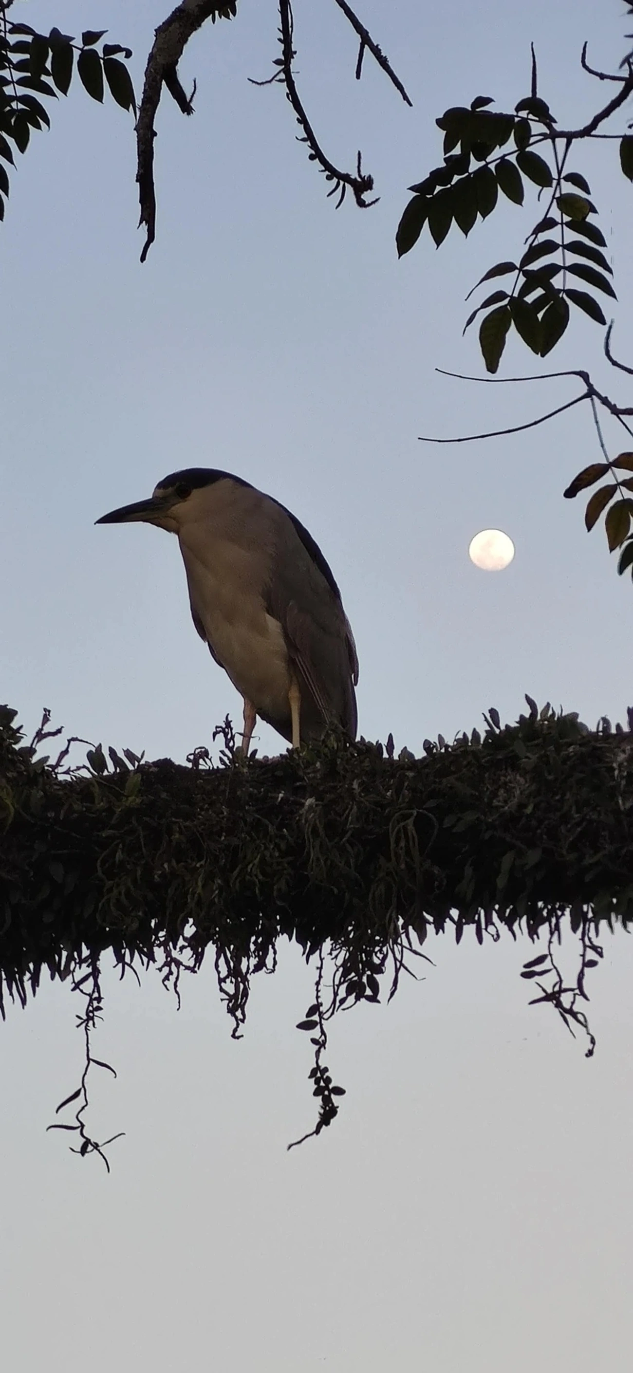 Socó-dorminhoco (Nycticorax nycticorax), aves, fotografado em Caraguatatuba