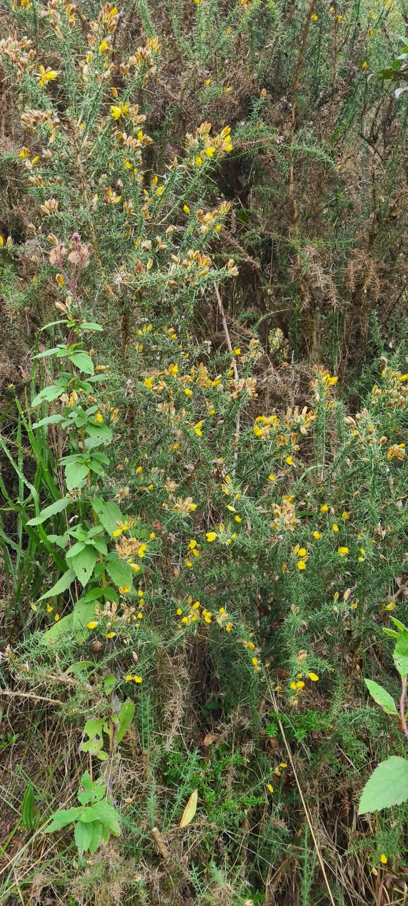 Tojo (Ulex europaeus), plantas, fotografado em Campos do Jordão