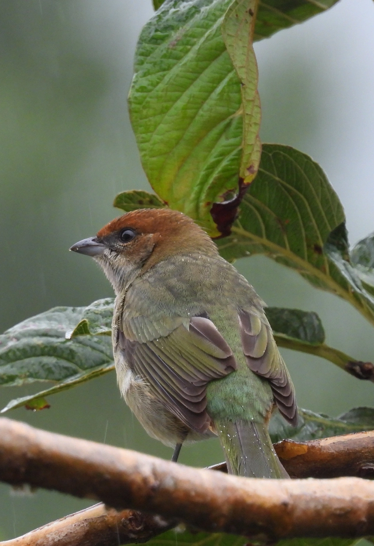 Saíra-sapucaia (Stilpnia peruviana), aves, fotografado em São Paulo