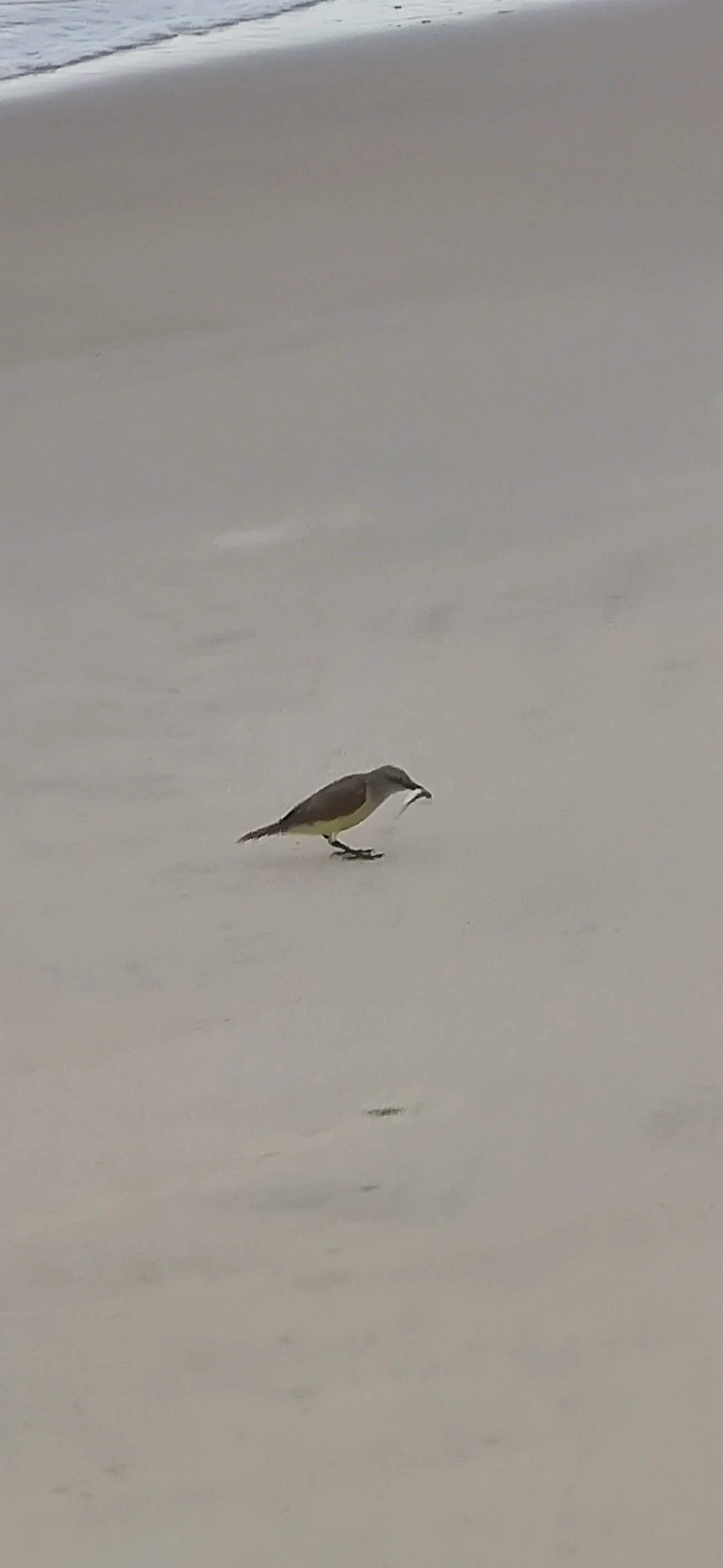 Suiriri-cavaleiro (Machetornis rixosa), aves, fotografado em Maresias, São Sebastião