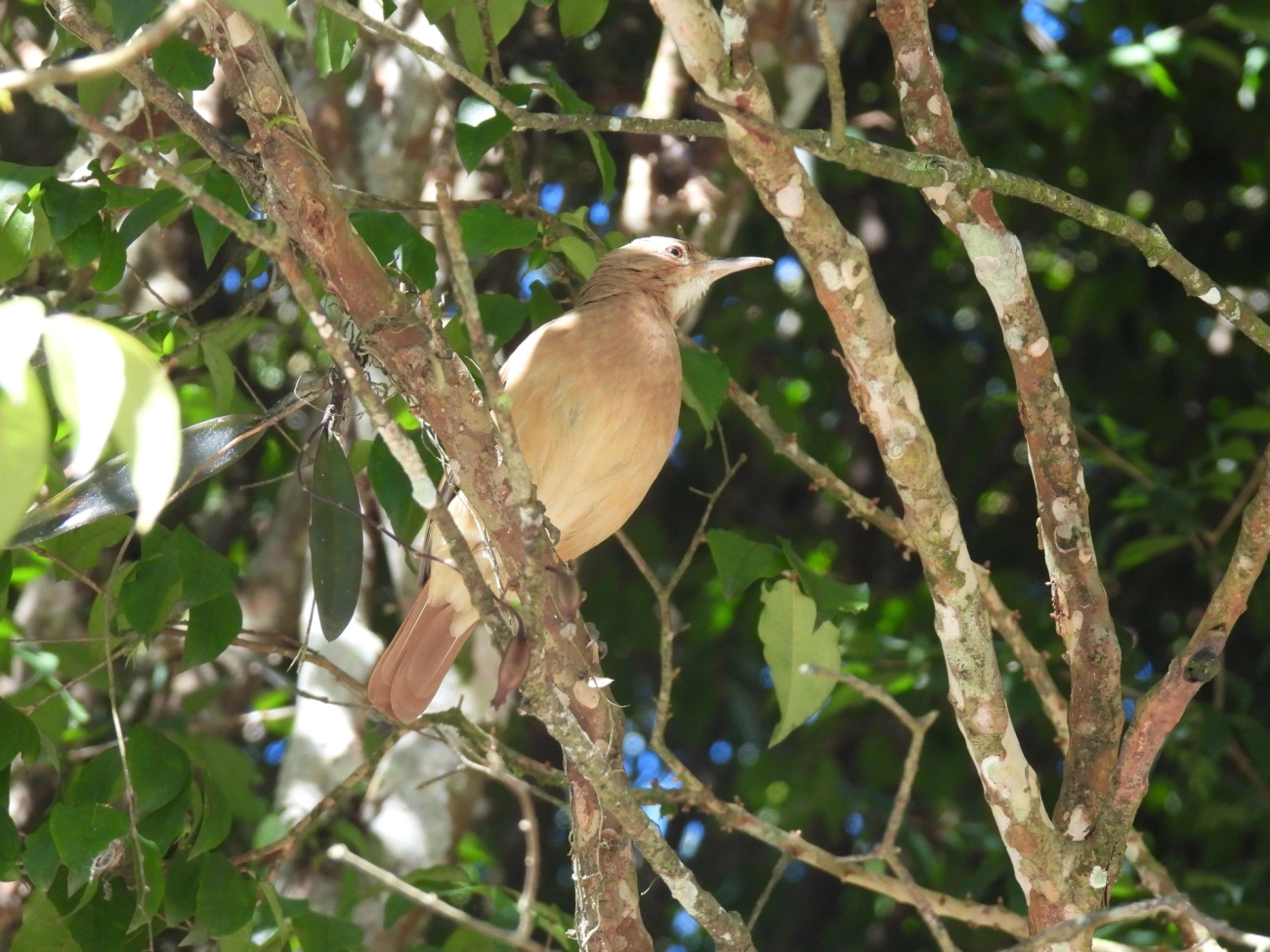 João-de-barro (Furnarius rufus), aves, fotografado em Maromba, Visconde de Mauá
