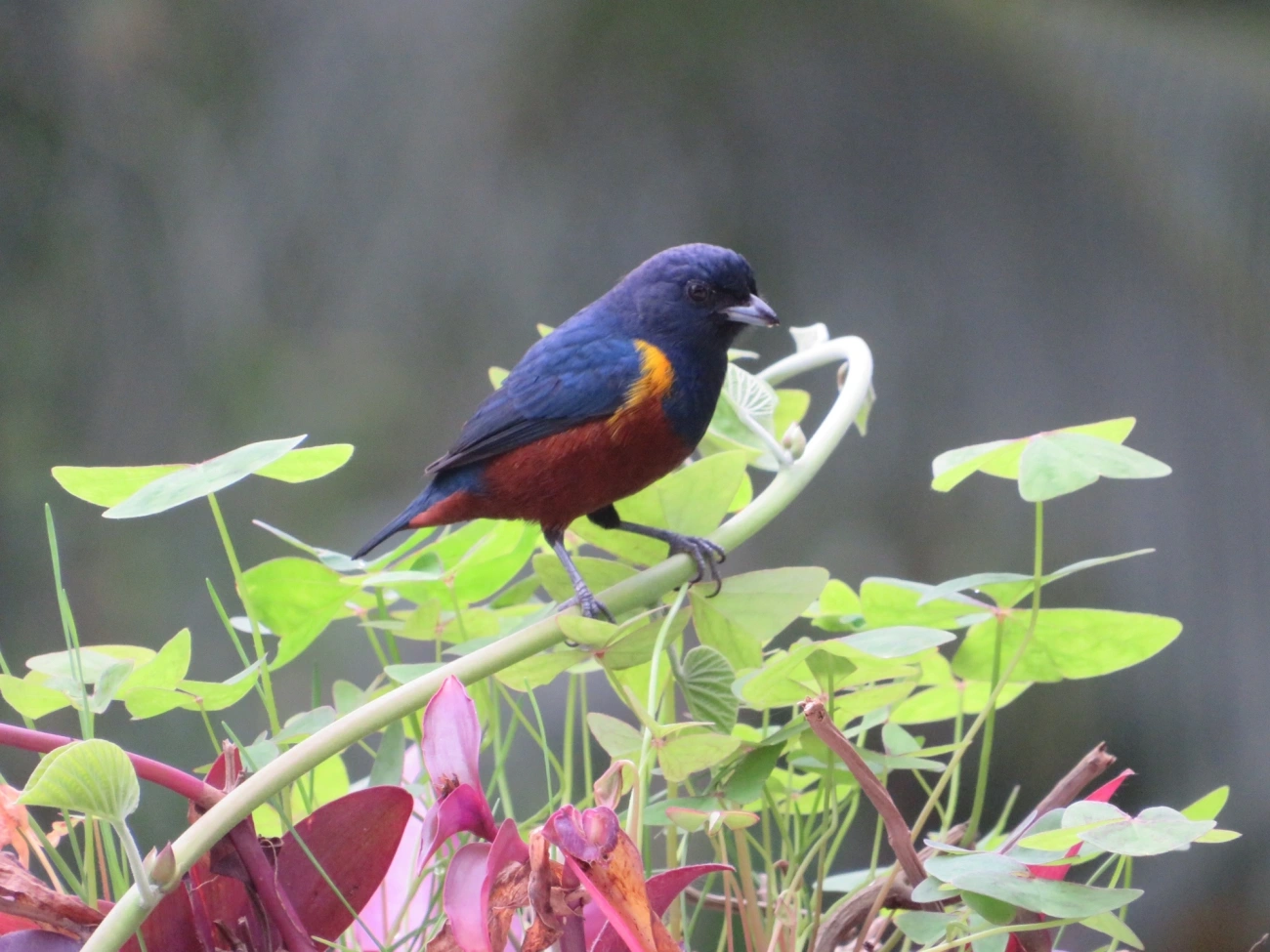Ferro-velho (Euphonia pectoralis), aves, fotografado em Maresias, São Sebastião