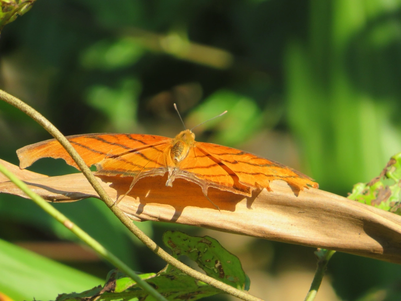 Borboleta-Asas-de-Punhal (Marpesia petreus), insetos, fotografado em Maresias, São Sebastião