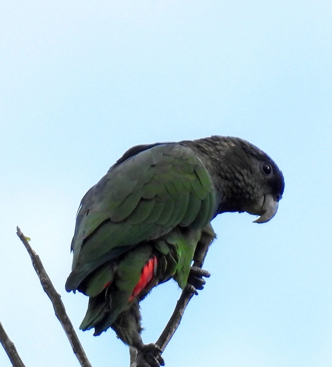 Maitaca-verde (Pionus maximiliani), aves, fotografado em Maresias, São Sebastião