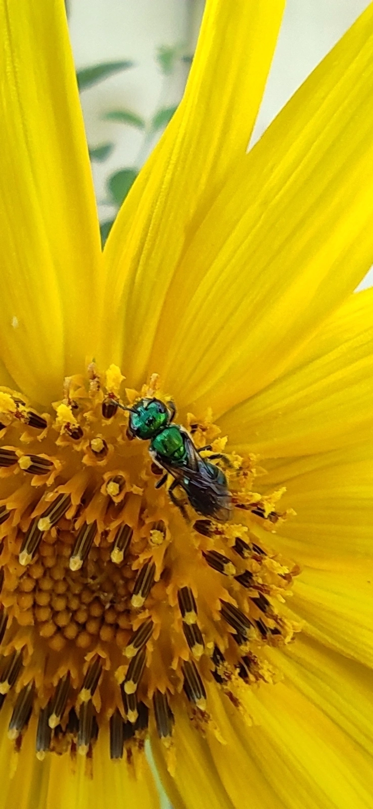 Augochlora, insetos, fotografado em Maresias, São Sebastião