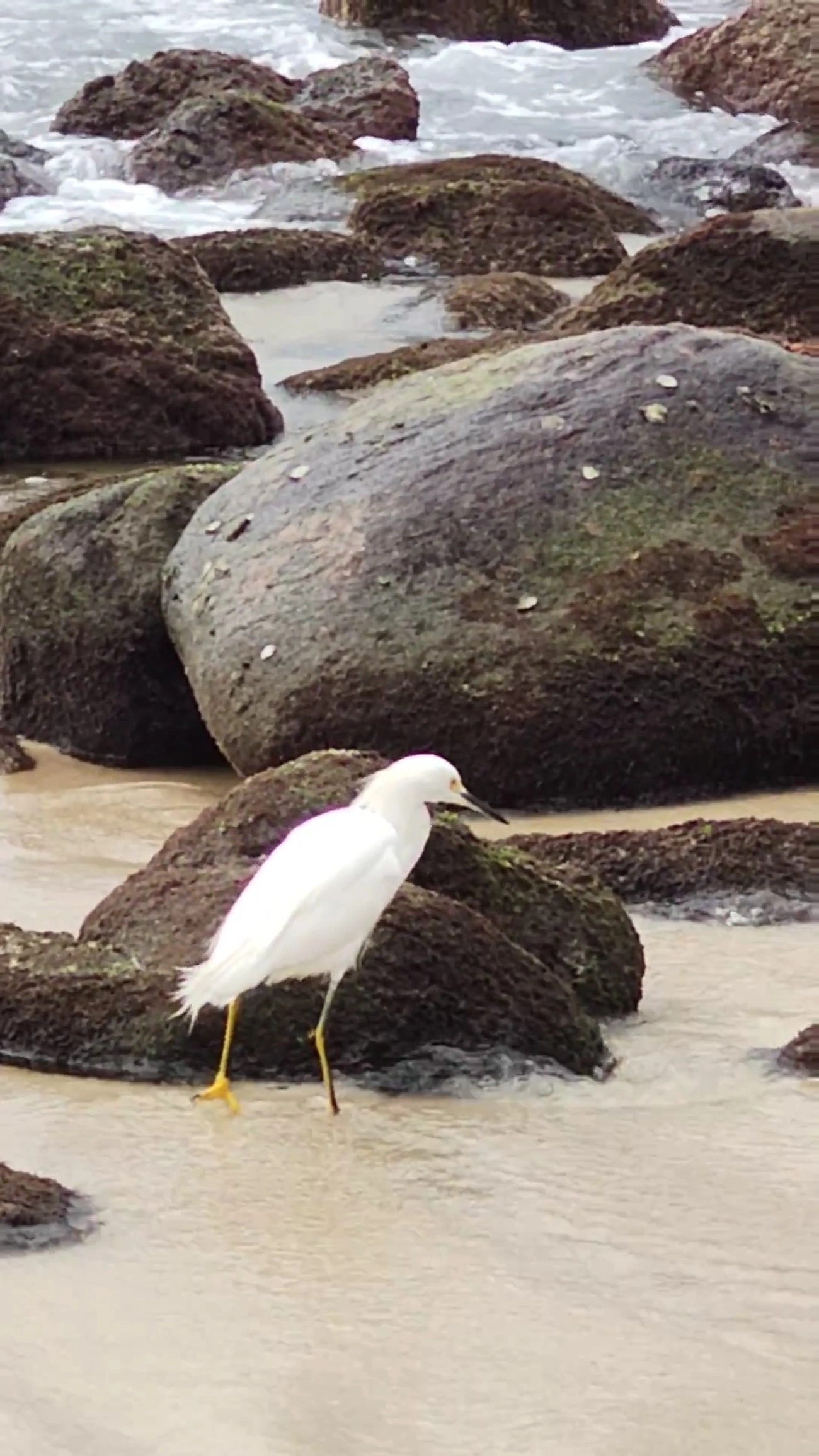Garça-branca-pequena (Egretta thula), aves, fotografado em Maresias, São Sebastião