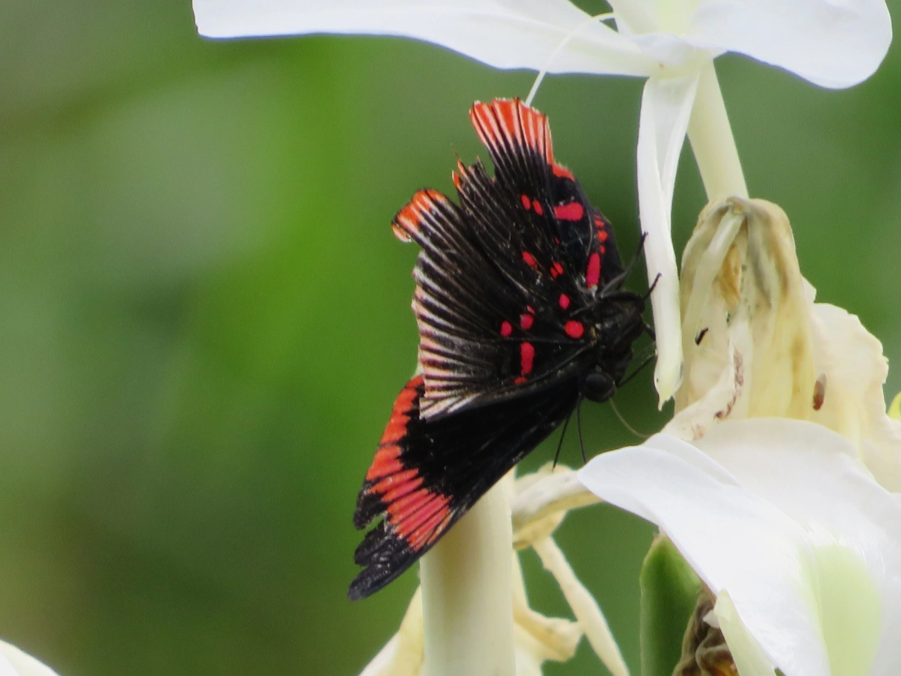 Lyropteryx lyra, insetos, fotografado em Maresias, São Sebastião