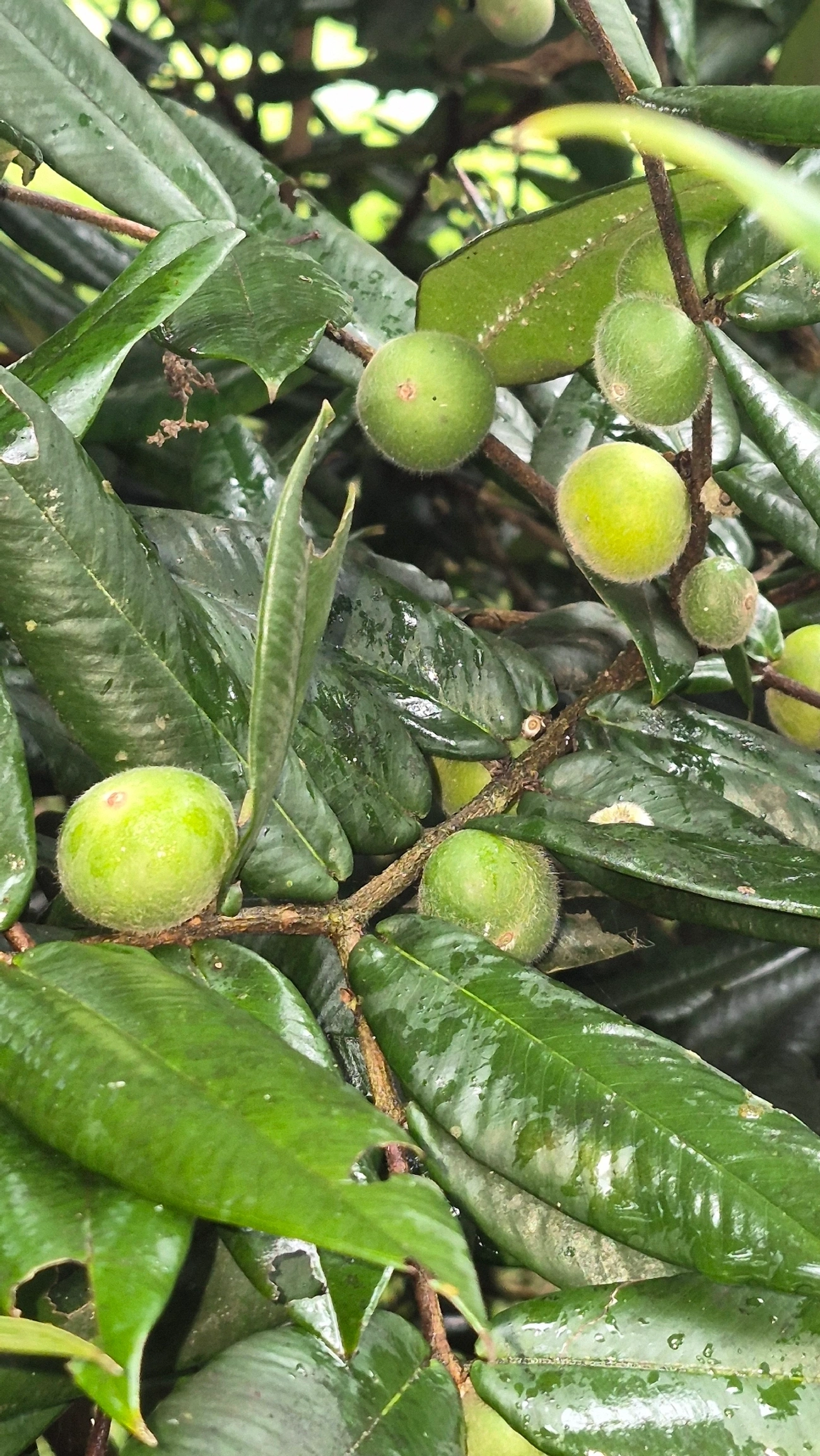 Cabeludinha (Myrciaria glazioviana), plantas, fotografado em Caraguatatuba