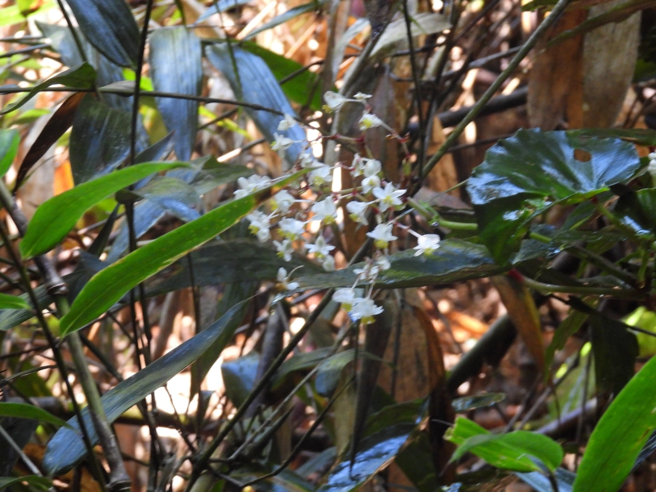 Begônias (Begonia), plantas, fotografado em Queluz