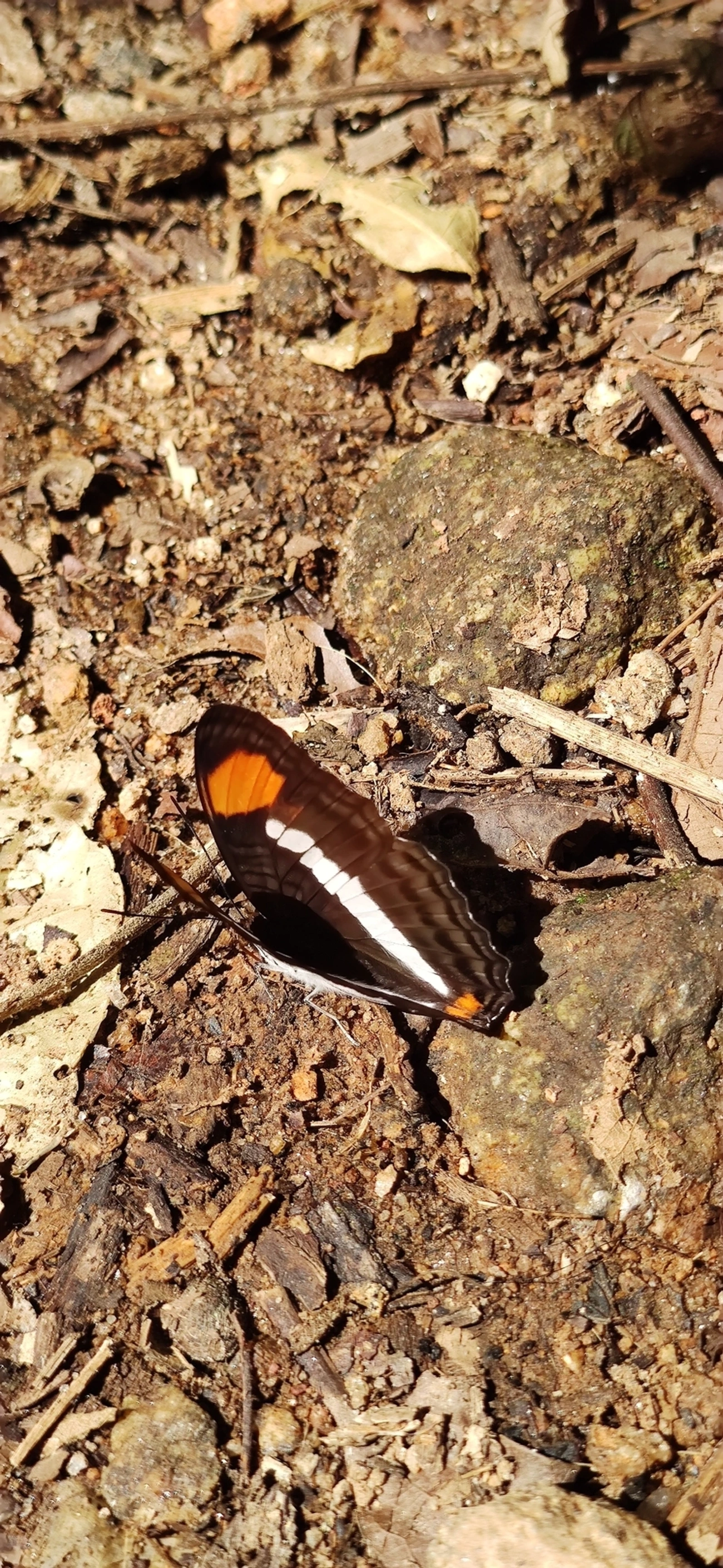Irmã-de-faixa-lisa (Adelpha cytherea), insetos, fotografado em Maresias, São Sebastião