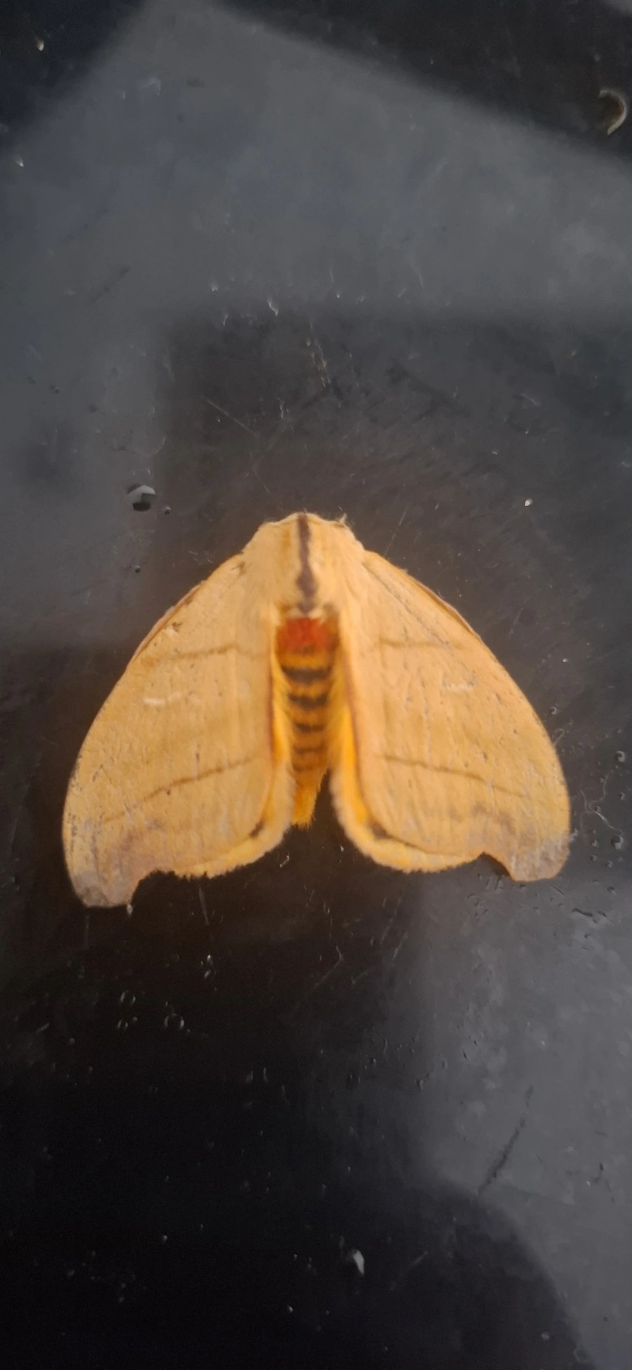 Hyperchiria incisa, insetos, fotografado em Maresias, São Sebastião