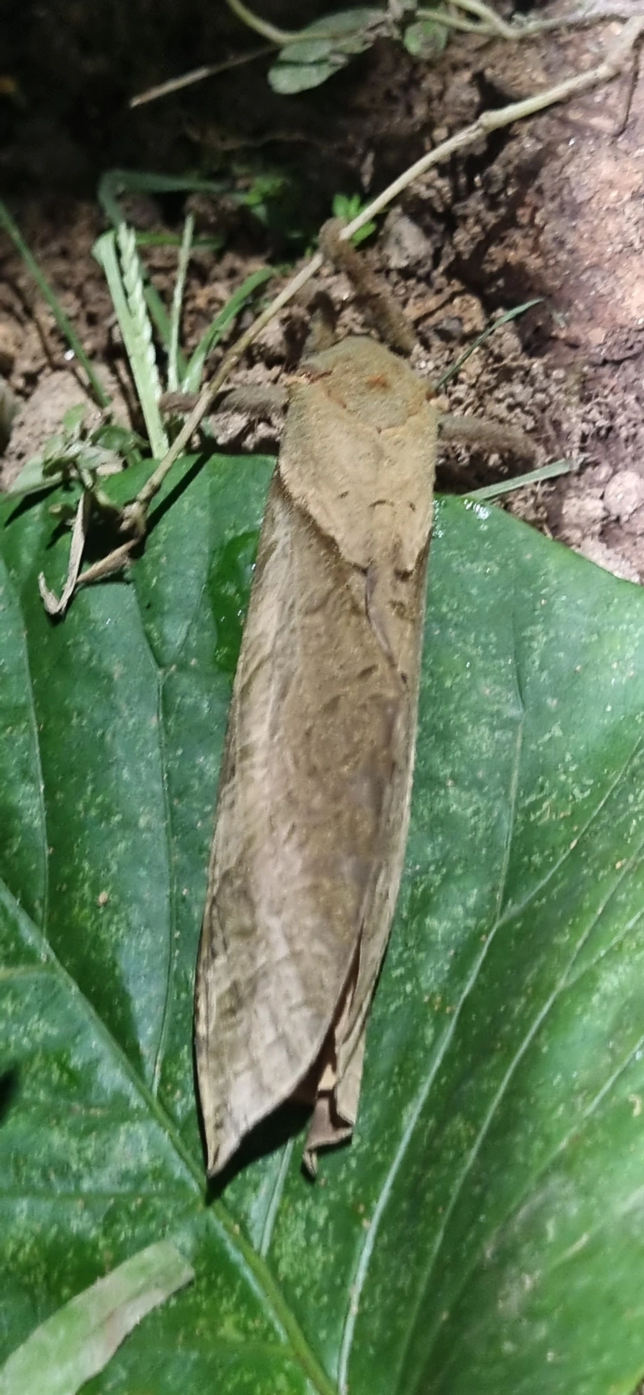 Mariposa-fantasma (Trichophassus giganteus), insetos, fotografado em Maresias, São Sebastião