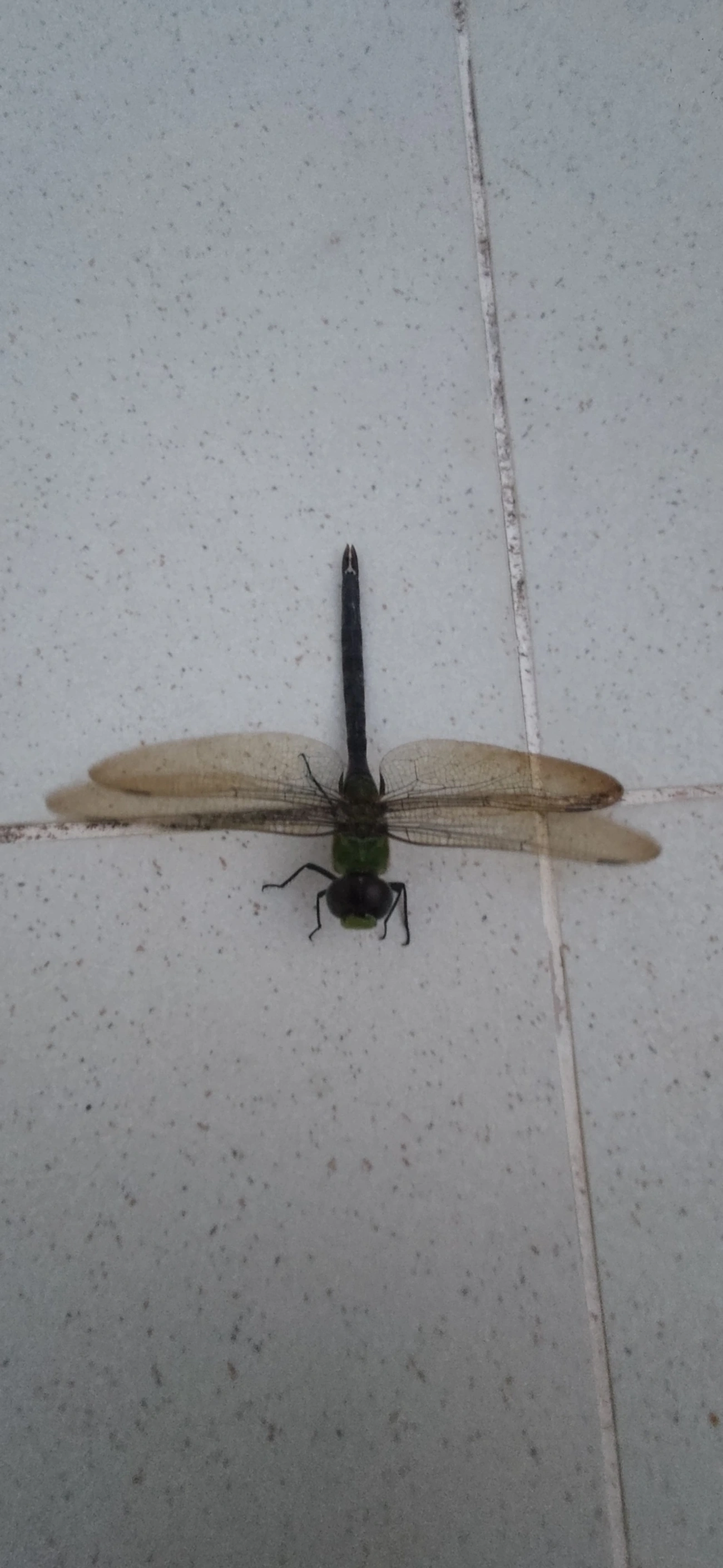 Cometa-de-manchas-azuis (Anax concolor), insetos, fotografado em Maresias, São Sebastião