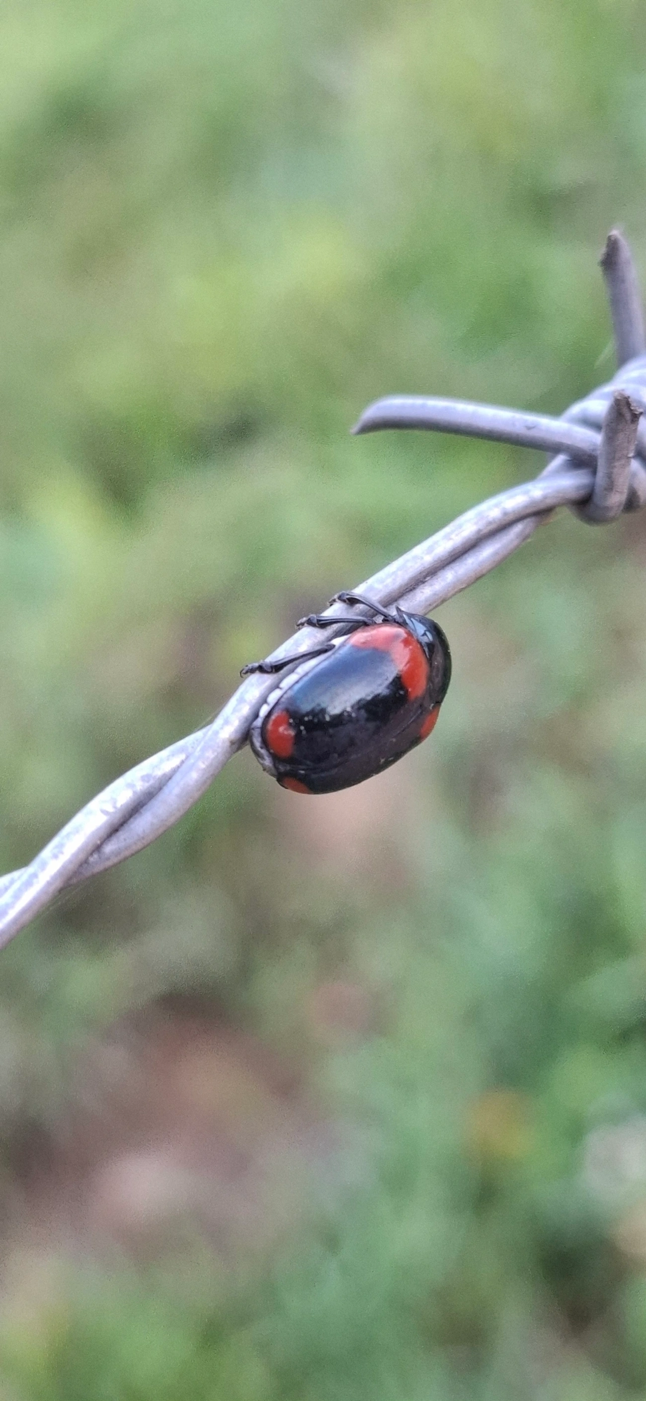 Urodera, insetos, fotografado em Queluz