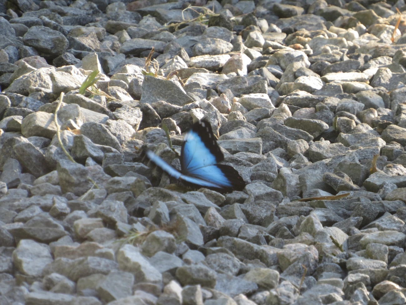Capitão-do-mato (Morpho helenor), insetos, fotografado em Maresias, São Sebastião
