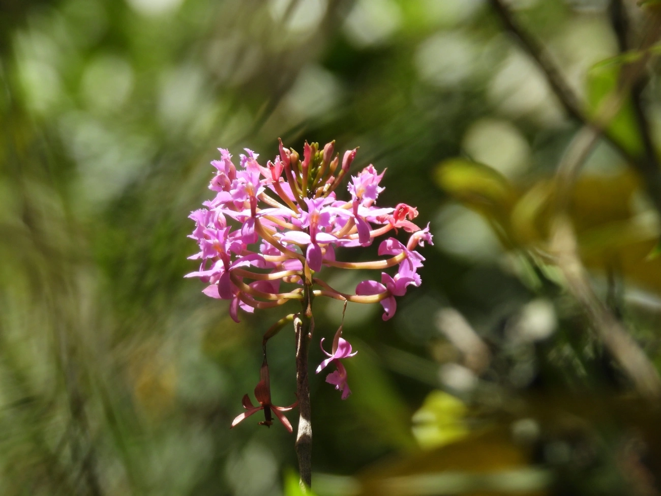Epidendros (Epidendrum), plantas, fotografado em Queluz