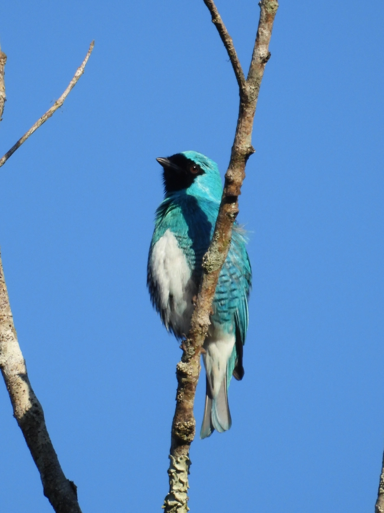 Saí-andorinha (Tersina viridis), aves, fotografado em Maresias, São Sebastião