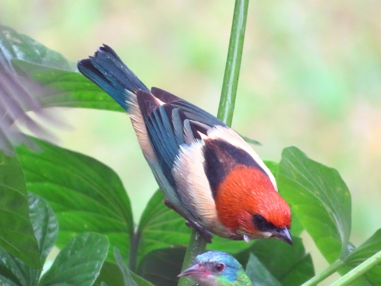 Saíra-sapucaia (Stilpnia peruviana), aves, fotografado em São Sebastião