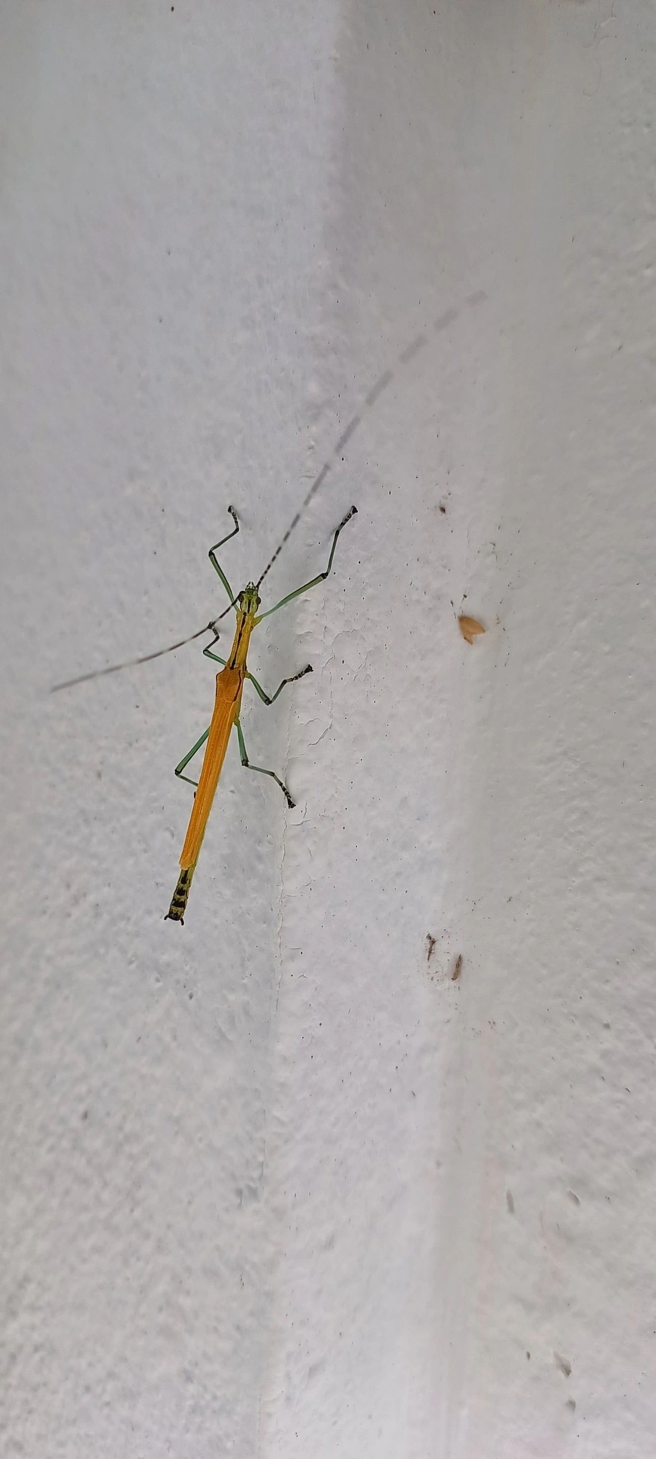Bicho-pau-verde-e-amarelo (Tithonophasma tithonus), insetos, fotografado em Maresias, São Sebastião