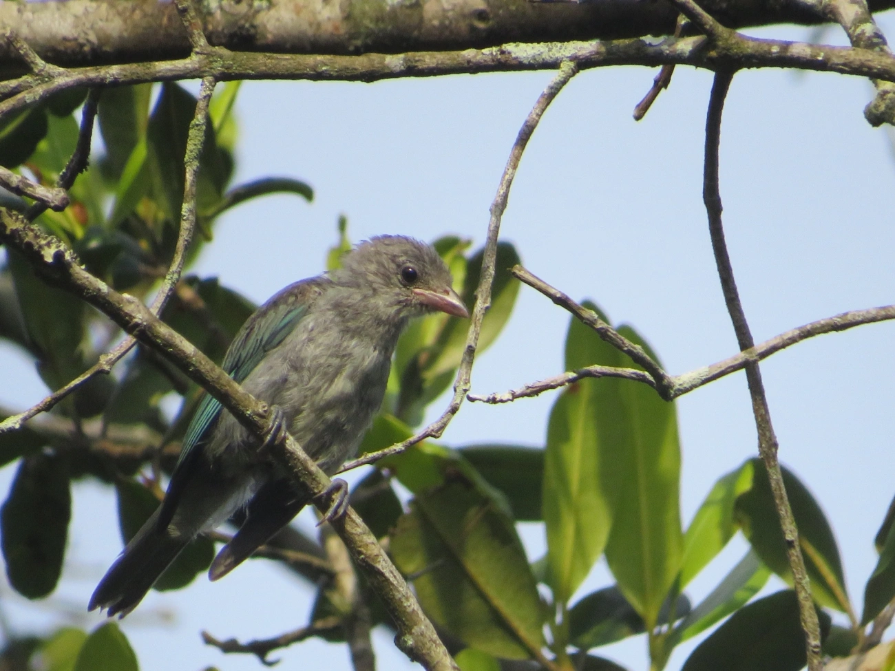 Sanhaço-cinzento (Thraupis sayaca), aves, fotografado em Maresias, São Sebastião