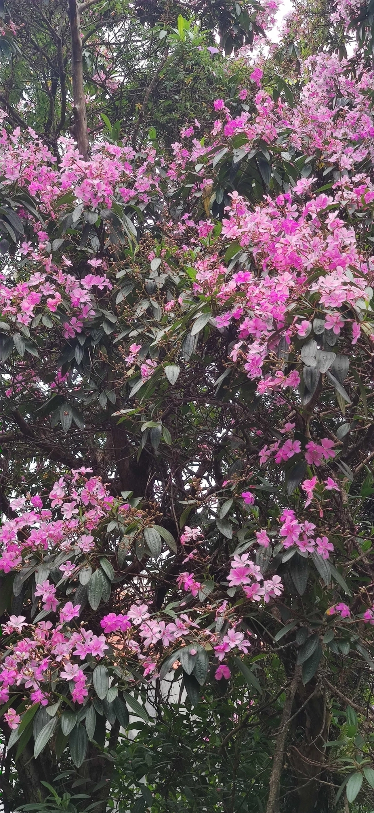 Manacá-da-serra (Pleroma mutabile), plantas, fotografado em R. Acurui, São Paulo