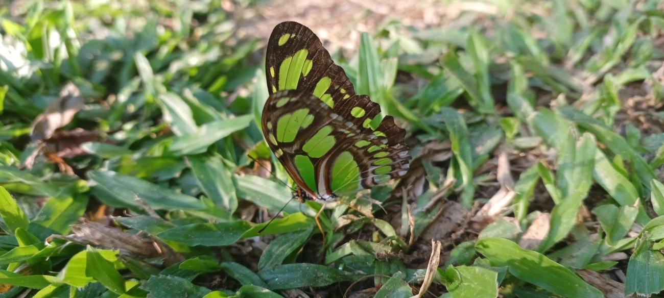Borboleta-esmeralda (Philaethria wernickei), insetos, fotografado em Maresias, São Sebastião