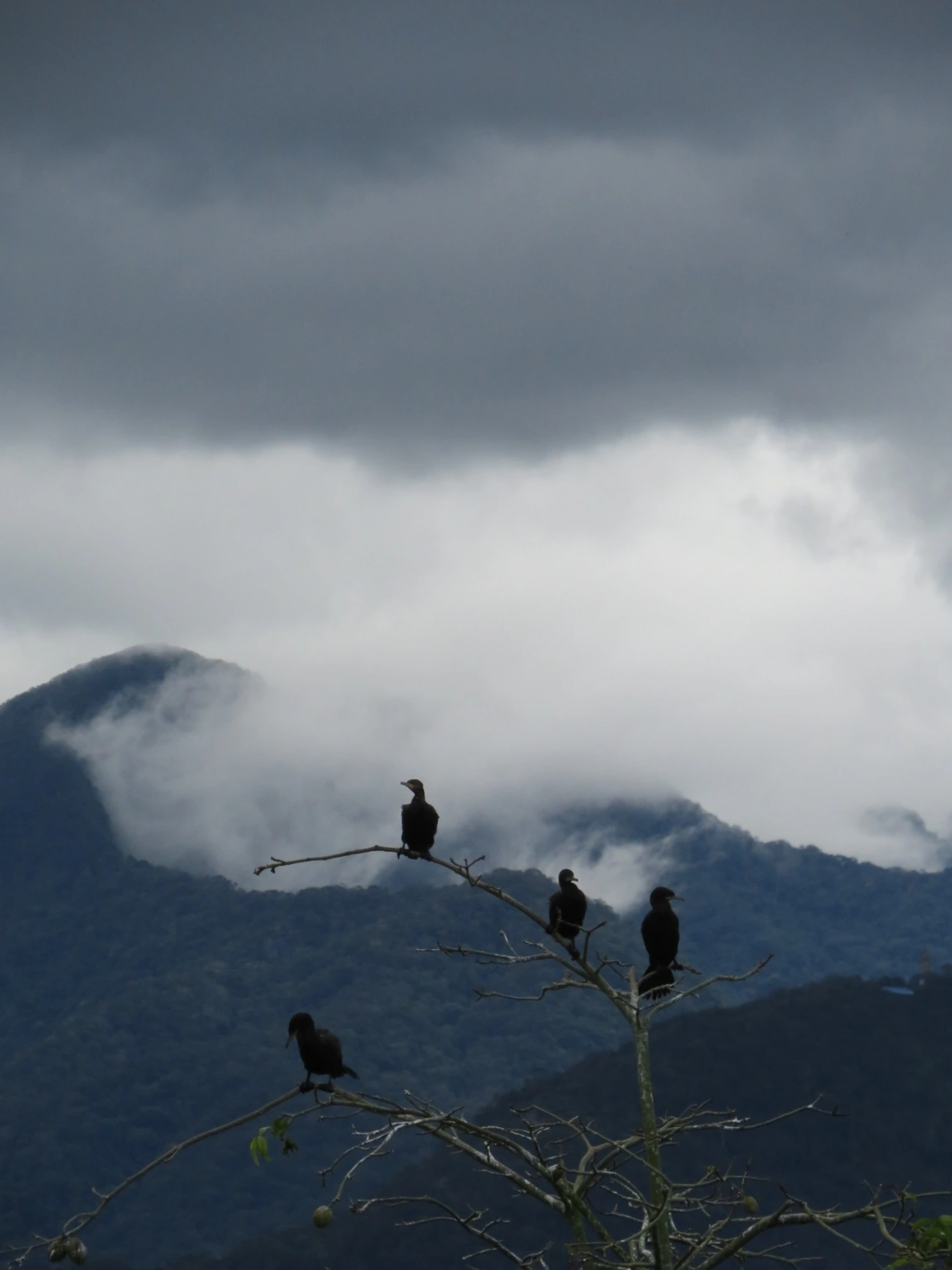 Biguá (Nannopterum brasilianum), aves, fotografado em Maresias, São Sebastião