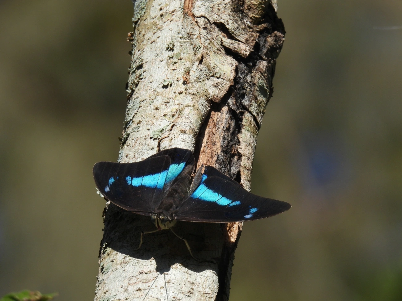 Prepona-de-um-ponto (Archaeoprepona demophon), insetos, fotografado em Centro, São Sebastião