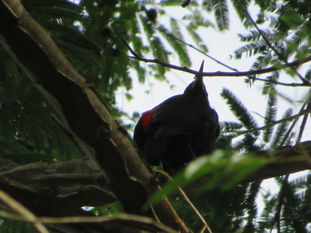 Guaxe (Cacicus haemorrhous), aves, fotografado em Maresias, São Sebastião