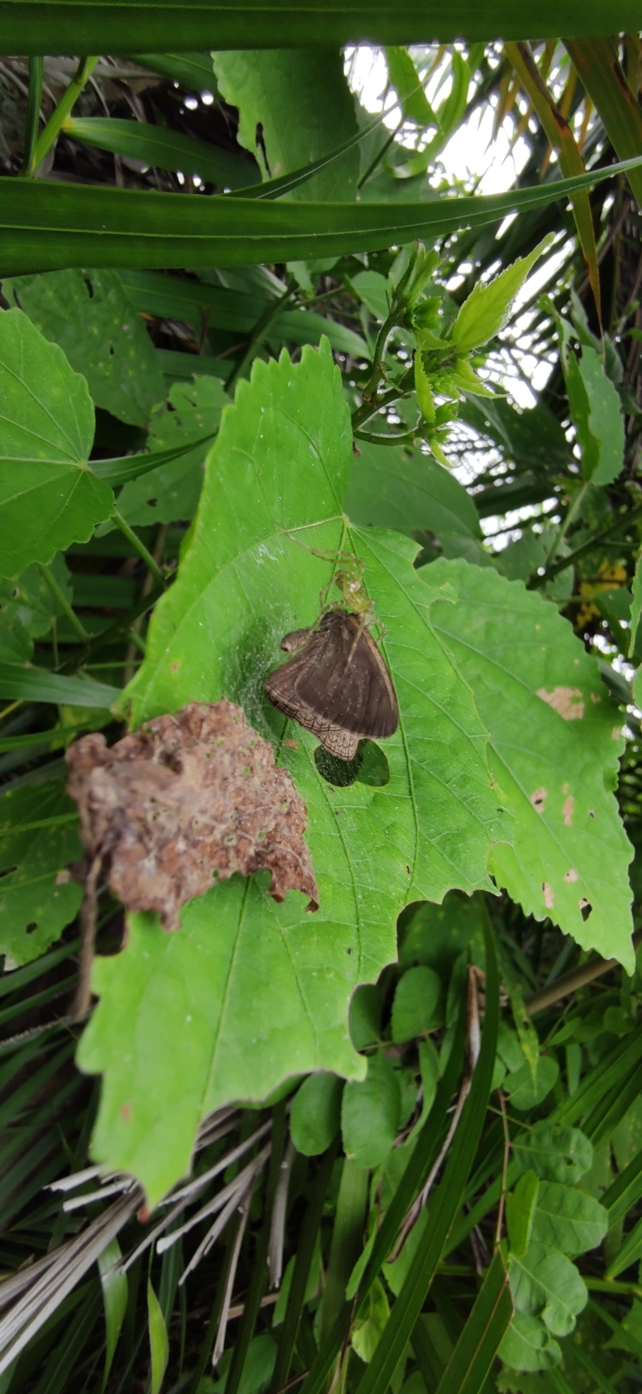 Satirinho-de-Hermes (Hermeuptychia hermes), insetos, fotografado em Maresias, São Sebastião