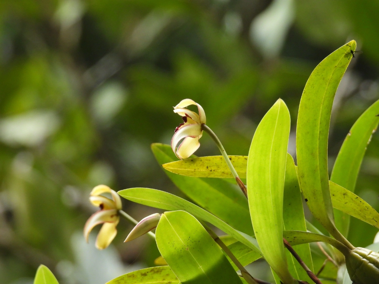 Maxilária (Maxillaria marginata), plantas, fotografado em Maresias, São Sebastião