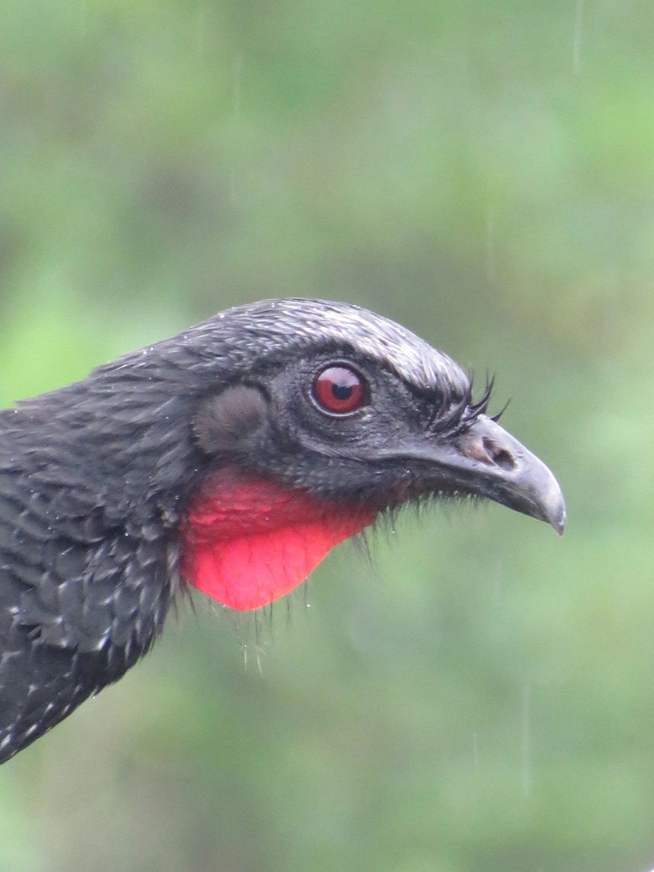 Jacuaçu (Penelope obscura), aves, fotografado em Maresias, São Sebastião