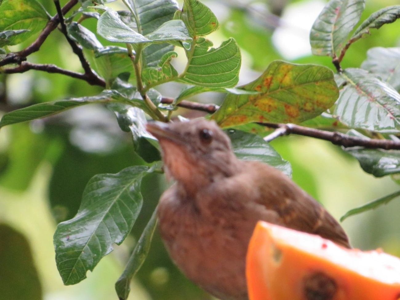 Sabiá-barranco (Turdus leucomelas), aves, fotografado em Maresias, São Sebastião