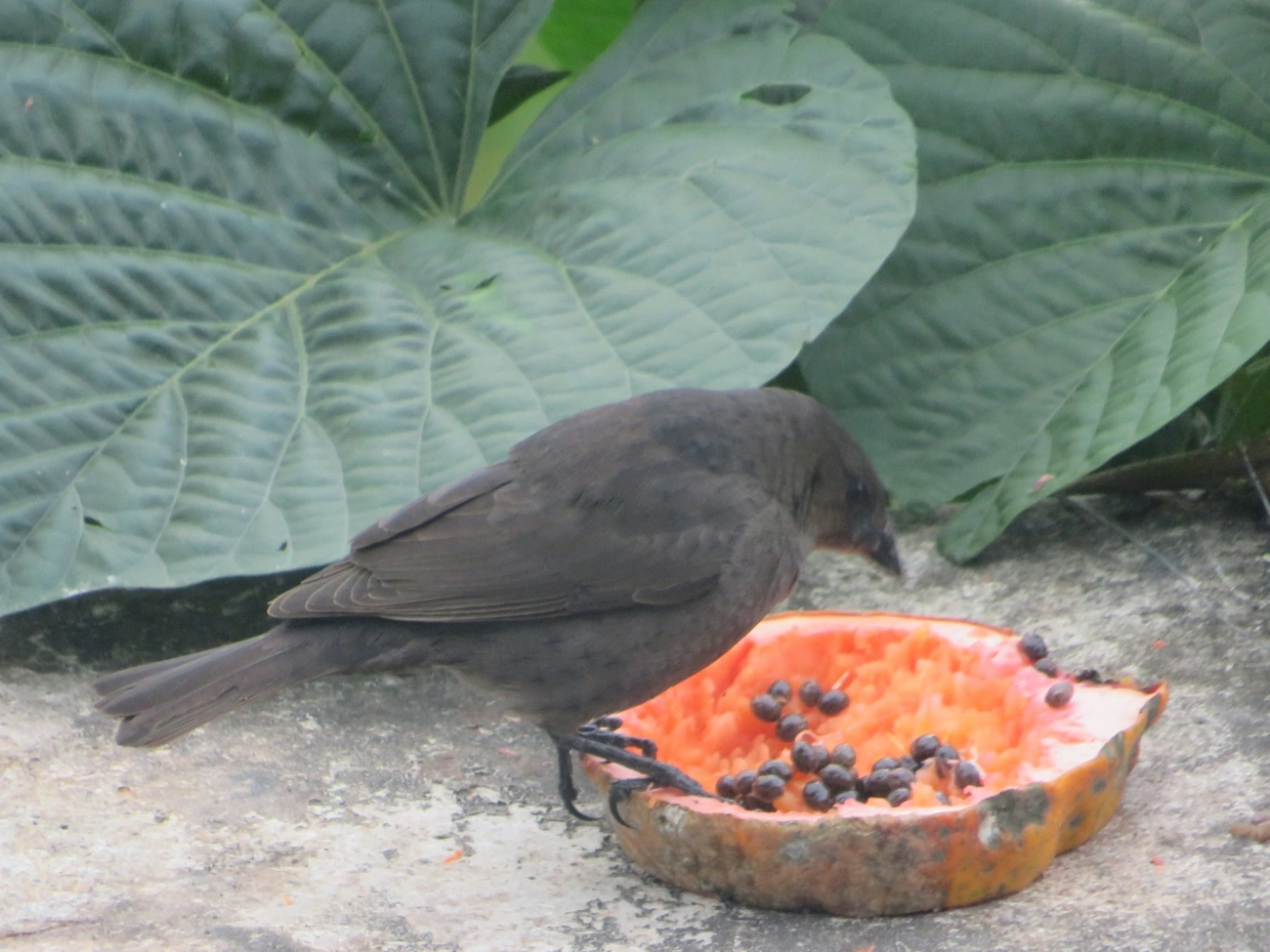 Chupim (Molothrus bonariensis), aves, fotografado em Maresias, São Sebastião
