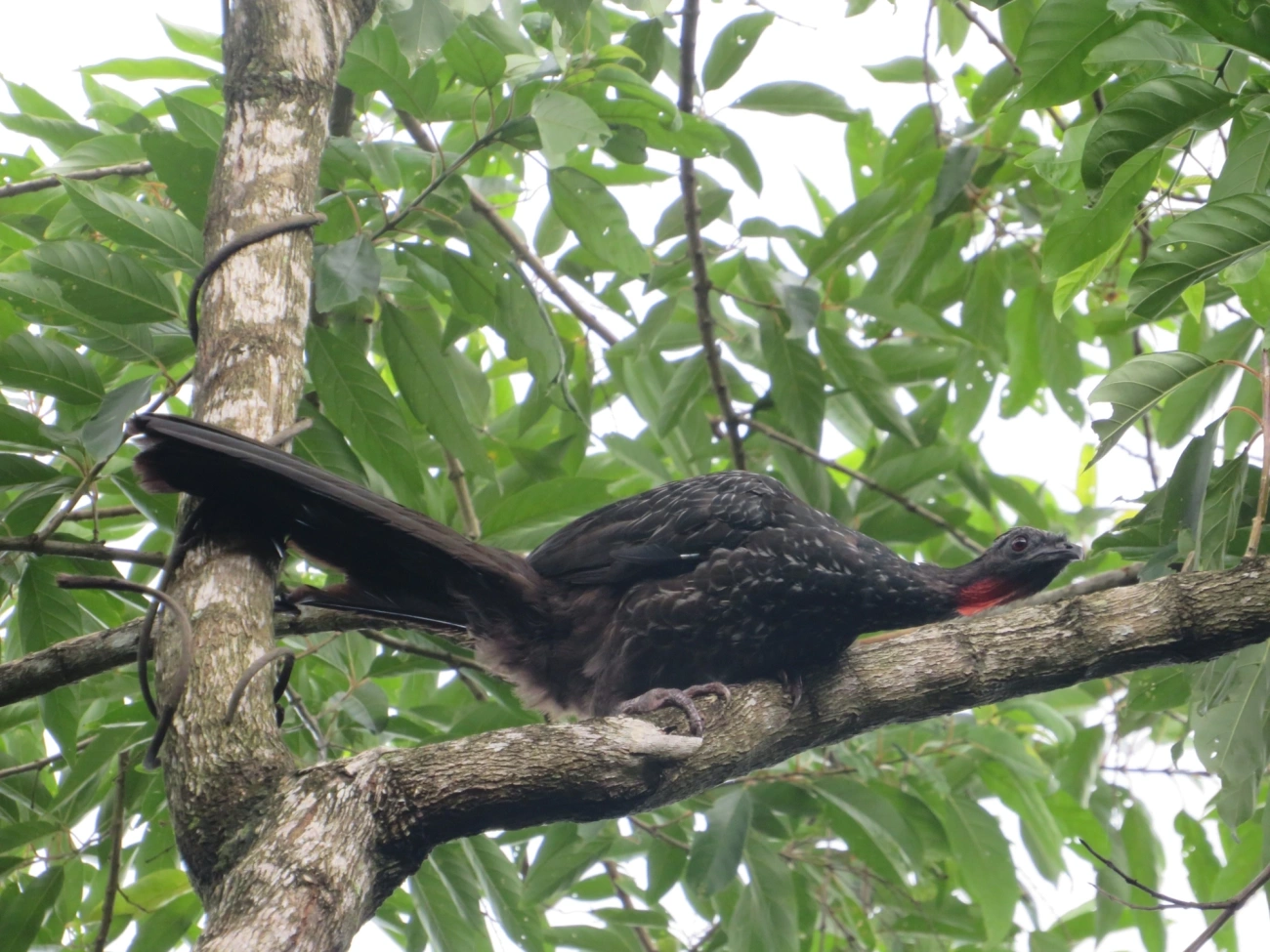 Jacuaçu (Penelope obscura), aves, fotografado em Maresias, São Sebastião
