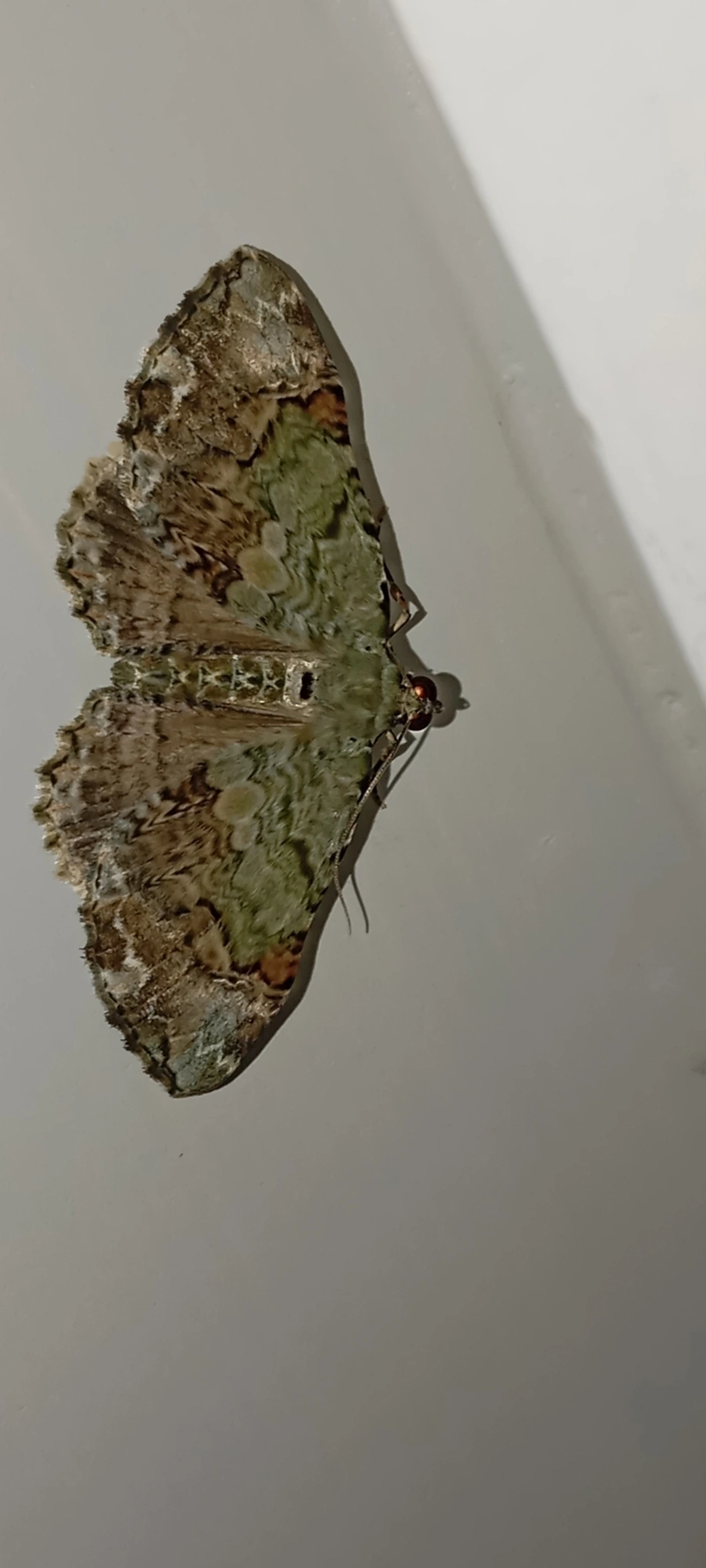Borboletas e traças (Lepidoptera), insetos, fotografado em Maresias, São Sebastião