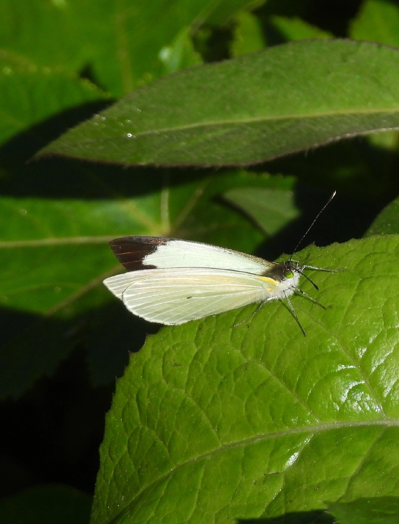 Branca-de-olhos-verdes (Leptophobia aripa), insetos, fotografado em Pedra Selada