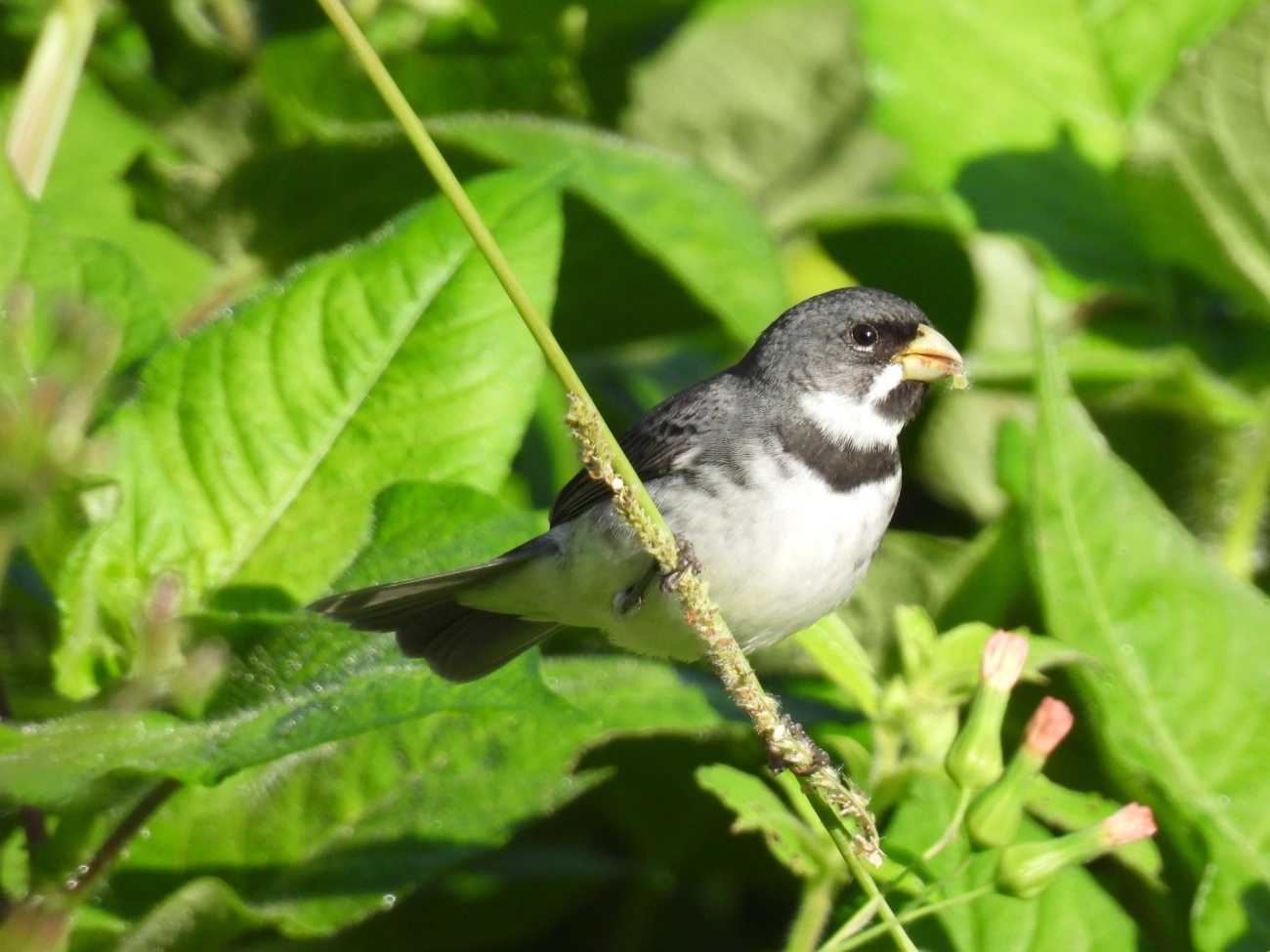 Coleirinho (Sporophila caerulescens), aves, fotografado em Maresias, São Sebastião