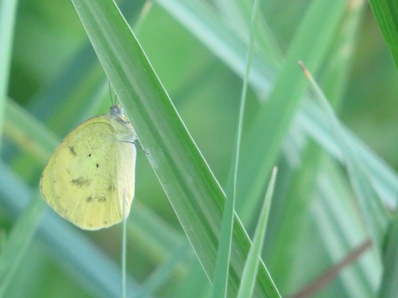 Amarelinha (Eurema nise), insetos, fotografado em Maresias, São Sebastião