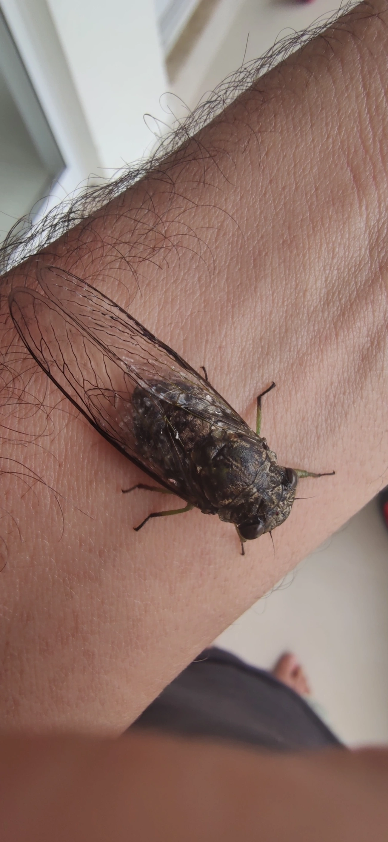 Cigarras típicas (Cicadidae), insetos, fotografado em Maresias, São Sebastião