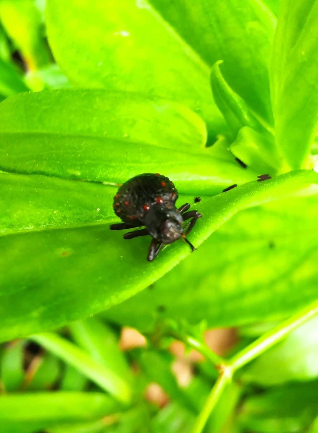 Xenius corallifer, insetos, fotografado em Maresias, São Sebastião