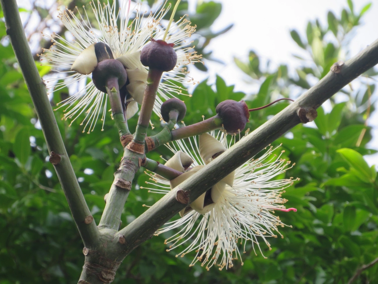 Embiruçu (Pseudobombax grandiflorum), plantas, fotografado em Maresias, São Sebastião