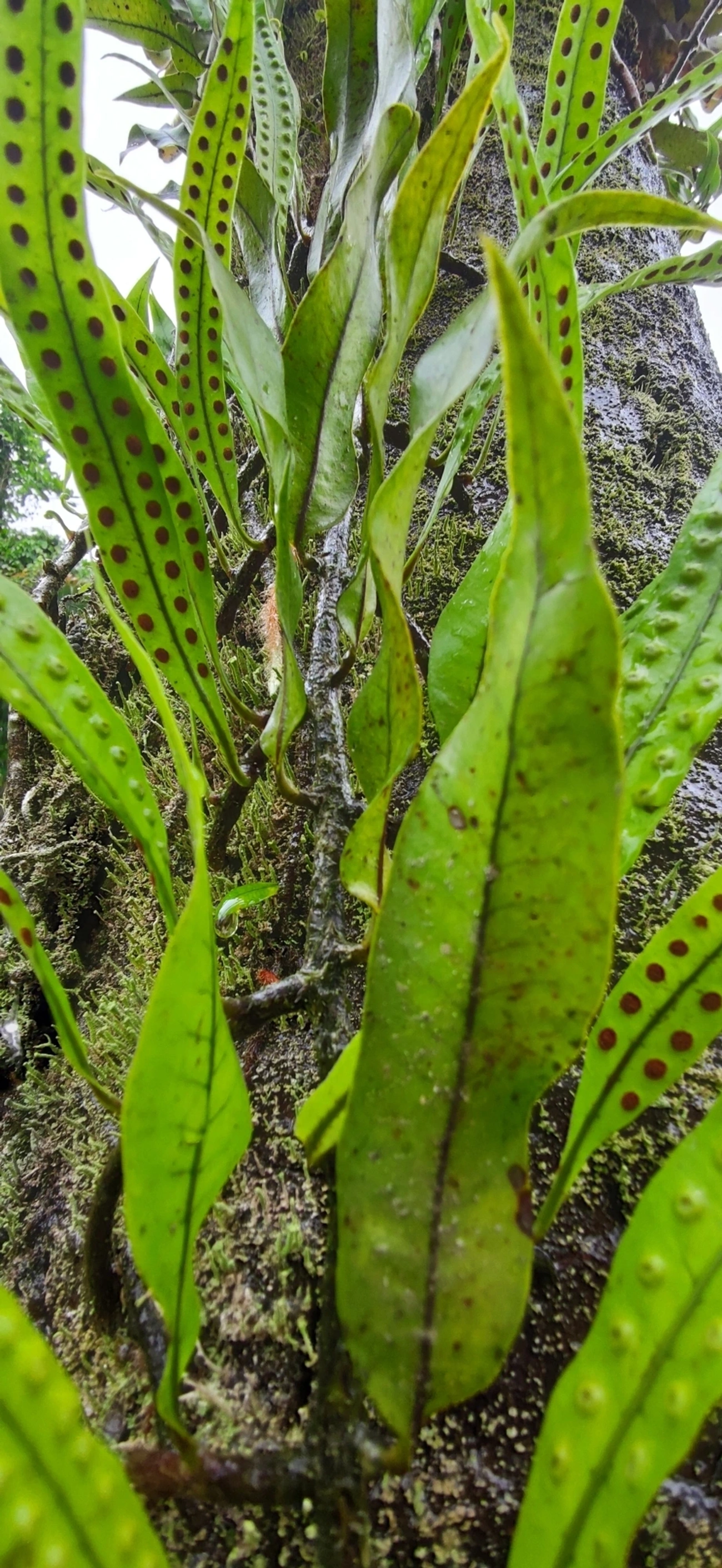 Pleopeltis macrocarpa, plantas, fotografado em Maresias, São Sebastião