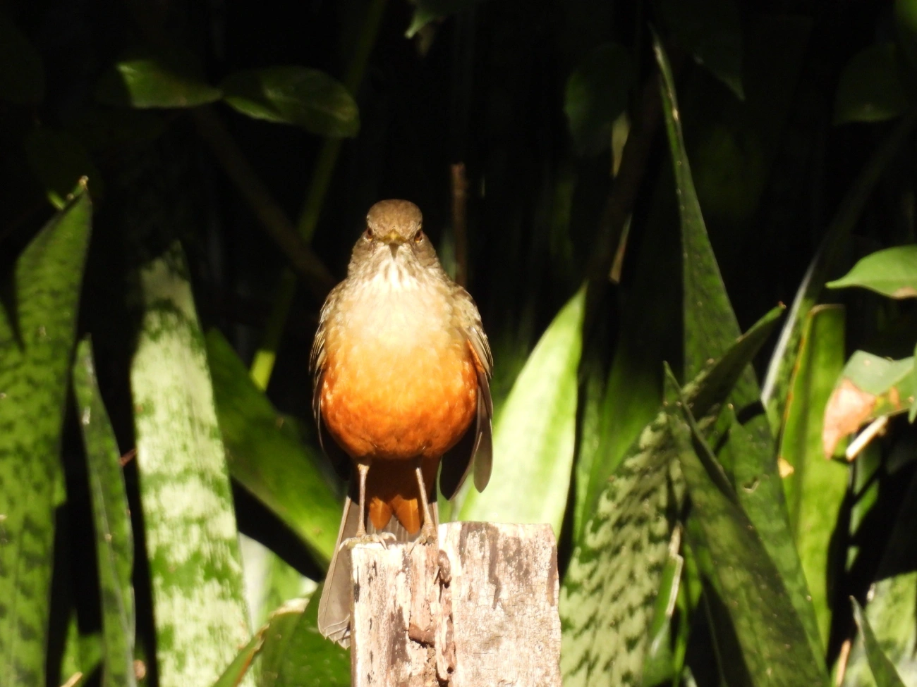 Sabiá-laranjeira (Turdus rufiventris), aves, fotografado em Resende