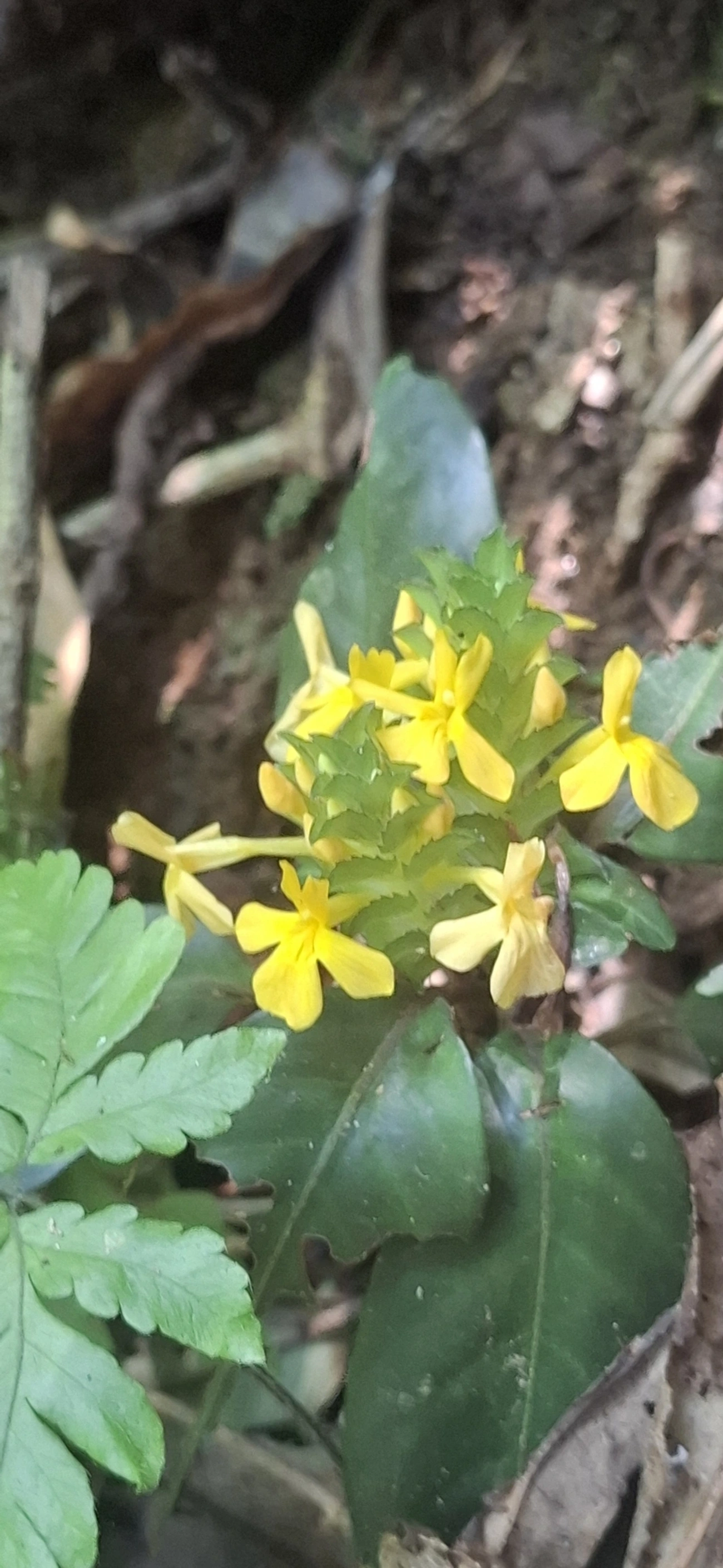 Aphelandra ornata, plantas, fotografado em Maresias, São Sebastião