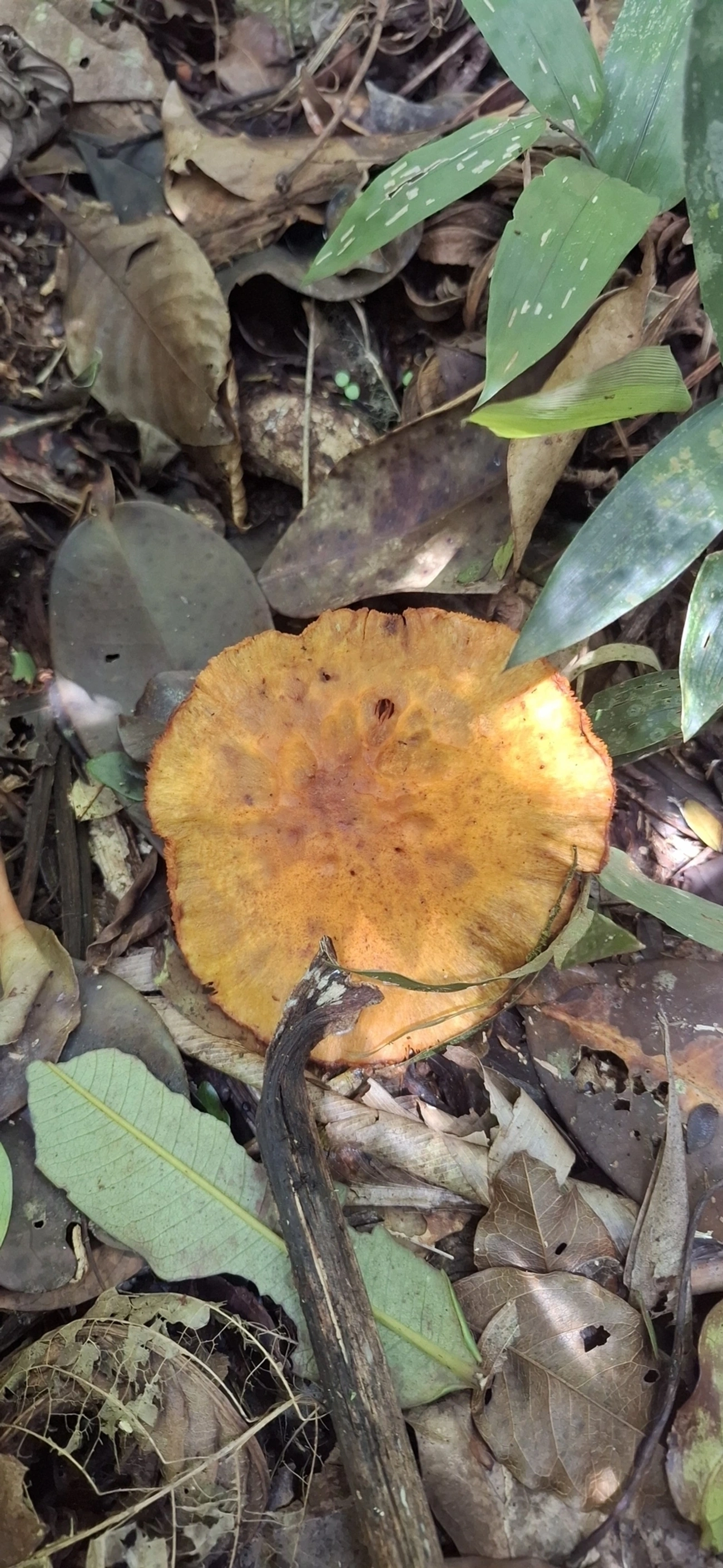 Cogumelos Lamelados (Agaricales), fungos, fotografado em Enxovas, Ilhabela
