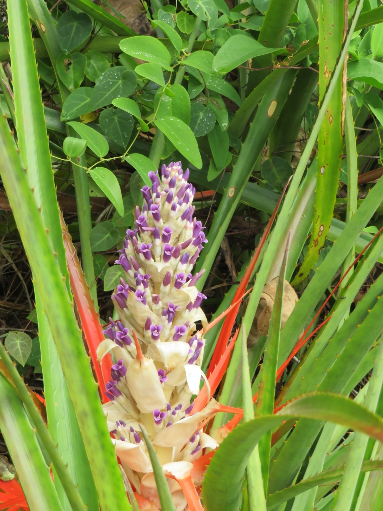 Caraguatá-do-campo (Bromelia antiacantha), plantas, fotografado em Maresias, São Sebastião