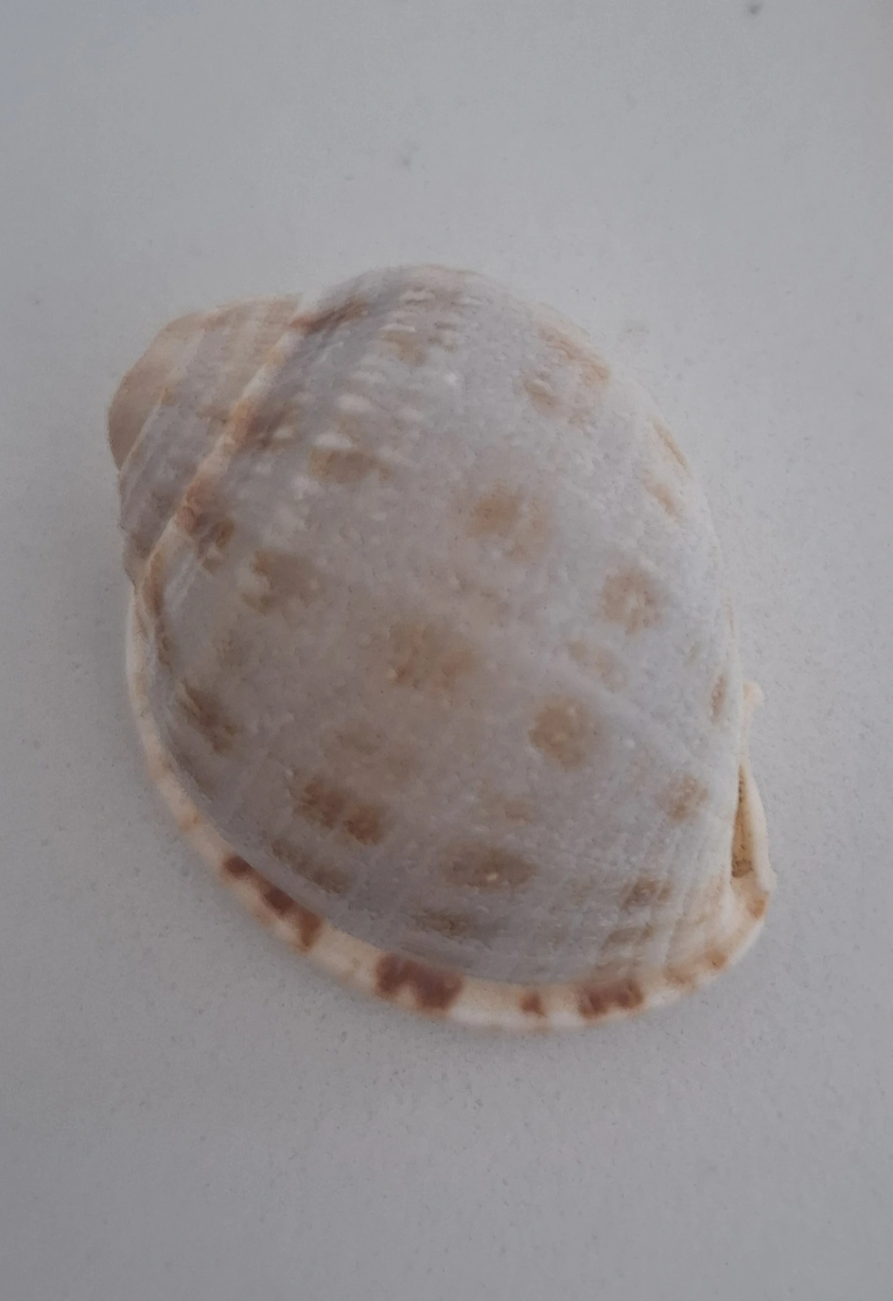Boné-escocês (Semicassis granulata), moluscos, fotografado em Maresias, São Sebastião