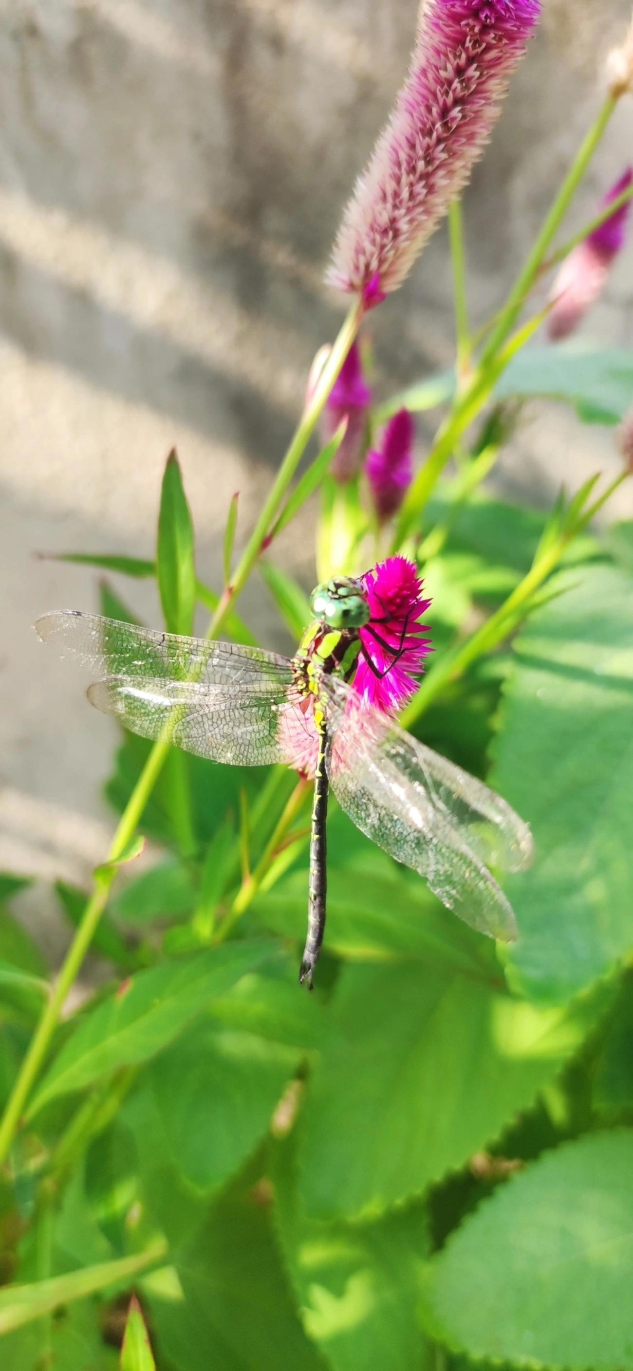 Libélula-de-cara-azul (Coryphaeschna adnexa), insetos, fotografado em Maresias, São Sebastião
